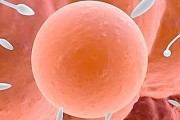怎么确认精子是不是进去了 本文分享判断精子进入女性子宫的方法