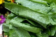 油麦菜的功效与作用是什么 吃油麦菜不能吃什么