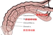 阴茎勃起与勃起功能障碍