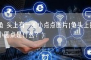 龟 头上有一圈小点点图片(龟头上的小圆点是什么？)