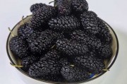 吃桑葚能不能补肾 食用桑葚需要注意什么